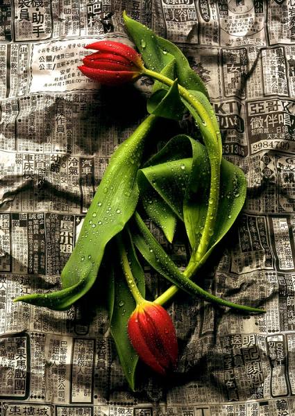 Photograph Steve Nozicka Tulips on One Eyeland
